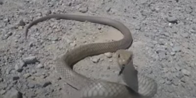 Detroit snake